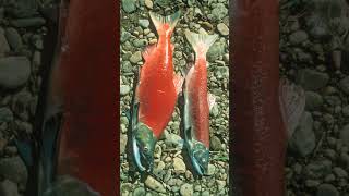 🐟☆³⁸ Sockeye Salmon Oncorhynchus nerka in Salmonid Family Salmonidae [upl. by Diao]