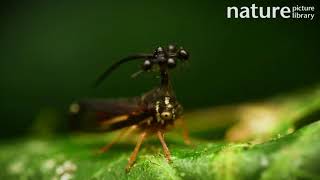 Brazilian Treehopper with interesting helmet fanning its wings Amazon rainforest Ecuador [upl. by Dolley735]