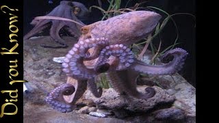 Octopus – How a Giant Pacific Octopus Eats [upl. by Adner]