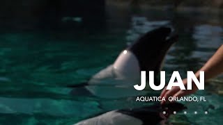 Meet Juan  Commersons Dolphin  Aquatica Orlando [upl. by Lednyc208]