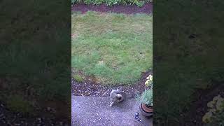 🐈‍⬛European Wild Cat Felis silvestris Caught on hidden camera shorts USA [upl. by Yedok]