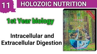 Intracellular and Extracellular Digestion  Holozoic Nutrition  class 11 [upl. by Iral]