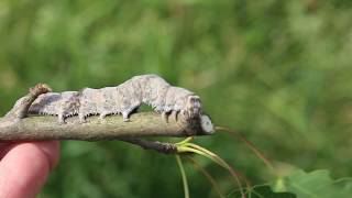 Blue Underwing Moth Caterpillar Catocala fraxini [upl. by Zetnwahs]