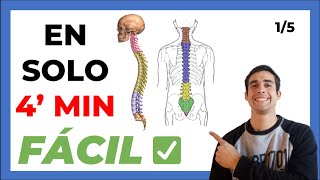 🤯5 LA COLUMNA VERTEBRAL  Anatomia FÁCIL ✅ Partes y Funciones [upl. by Kegan]