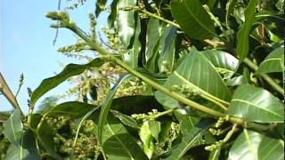 Mango Flowering Stages [upl. by Penrod3]