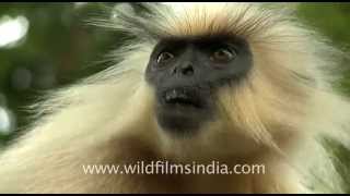 Golden langur Trachypithecus geei in Assam [upl. by Nailimixam583]