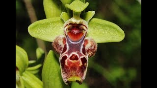 Ophrys flavomarginata Renz H Baumann amp Künkele  Cyprus [upl. by Mathilda]