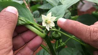 Thrips  black and yellow infestation in colour sweet pepper highly present in flowers [upl. by Briano]