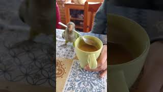 Funniest Parrot Moments That Will Make You Laugh Out Loud birds [upl. by Ominoreg]