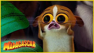 ¡Hola qué tal  DreamWorks Madagascar en Español Latino [upl. by Blakeley]