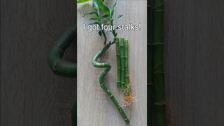 🌿 How To Propagate Lucky Bamboo In Water 🌿 Easy Lucky Bamboo propagation  How to cut Lucky Bamboo [upl. by Anolahs]