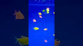 Small fishes shortaday contentcreator [upl. by Charlena260]