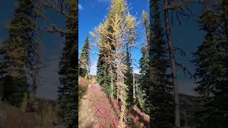 Surrounded by larches on PCT at Windy Pass [upl. by Ennazus]