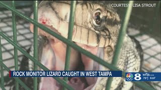 ‘It had some power to it’ Huge monitor lizard caught in West Tampa [upl. by Annasus]