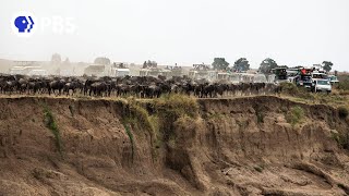 Tourism is Killing Wildebeest [upl. by Eivad]