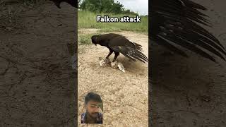 Falkon attack goreya bird eagles eaglehunting eagle wildlife birds hawk eaglehunter animals [upl. by Ditzel]