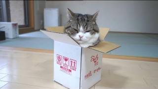 箱とねこ８。A box and Maru 8 [upl. by Nayrda827]