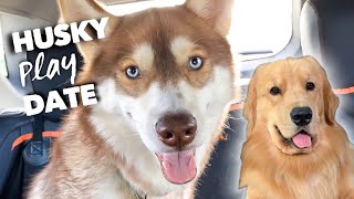 My Dog Has a Husky Play Date [upl. by Oir855]