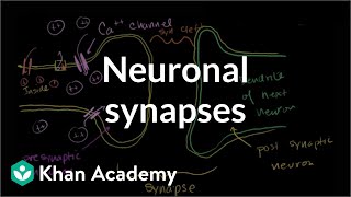 Neuronal synapses chemical  Human anatomy and physiology  Health amp Medicine  Khan Academy [upl. by Ier937]