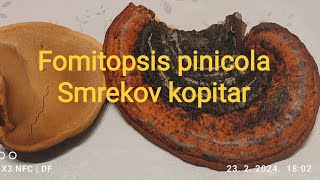 Fomitopsis pinicola  Smrekov kopitar [upl. by Miki]