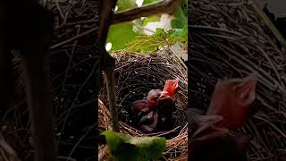 Bulbul bird babies P 28 [upl. by Aholah385]