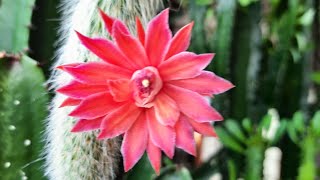 Monkey Tail Cactus flowering🌺🐒 Cleistocactus Colademononis [upl. by Ortrud]