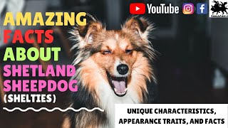 Amazing Facts About Shetland Sheepdog Sheltie Facts  Shetland Sheepdog Facts  Animals Addict [upl. by Thury]