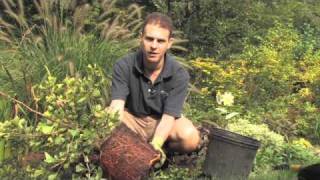 Quick Tip Root Bound Plants [upl. by Cacilia]