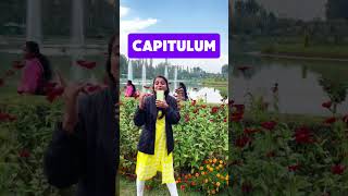 Plant family for neet  Asteraceae family  Best video [upl. by Etnemelc]