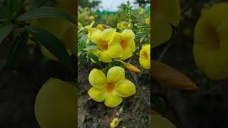 allamanda flower plant care [upl. by Enaujed]