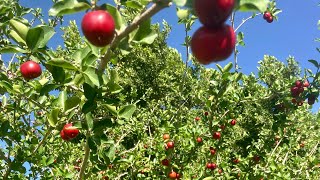 One of the best fruit trees to grow in a desert climate check it out [upl. by Baerl]