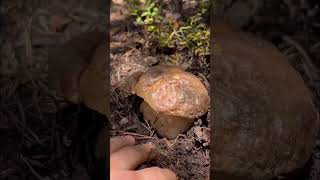 BOLETUS PINICOLA XL💣🍄‍🟫 PIRINEOS nature boletus [upl. by Ahsina]