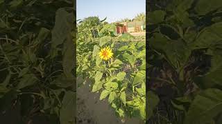 সূর্যমুখী ফুল । Sunflower flower [upl. by Eserrehs718]