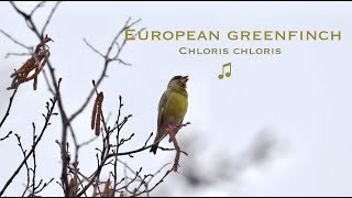 European greenfinch call [upl. by Vonny]