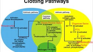 Hematology  Physiology  Part 4 [upl. by Melvin]