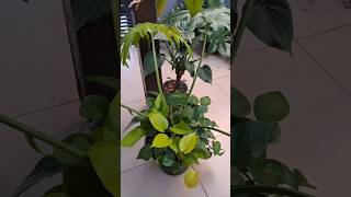 Alocasia Cucullata Gauimbê com forração de jibóias 🪴🥰🤩🤩🤩 [upl. by Artened]