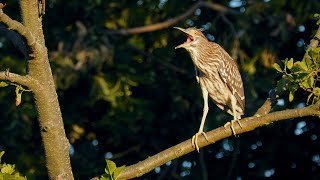 Bird Sounds  Blackcrowned Night Heron Nycticorax nycticorax [upl. by Valaria41]