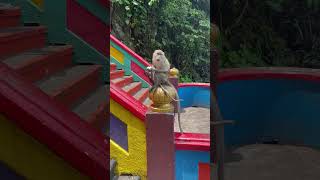 Trappen Batu Caves [upl. by Akemahc]