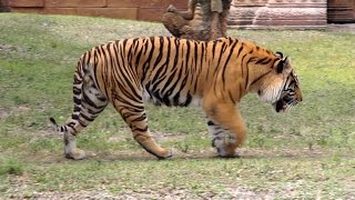 Bengal Tiger Roar and Grooming in HD  Captivating Beauty [upl. by Ardnac]