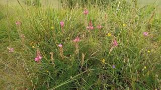 The Marvelous World of Sainfoin A Deep Dive into a Nutritious and Beautiful Legume [upl. by Suzi664]