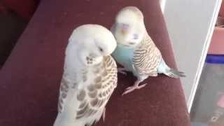 English budgie babies [upl. by Elpmid210]