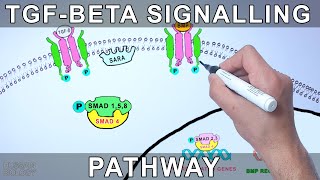 TGF Beta Signalling Pathway [upl. by Azil191]