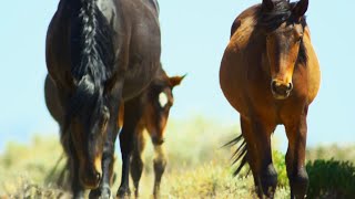 Brutal Stallion Mating Fight  4K UHD  Planet Earth II  BBC Earth [upl. by Hamo]