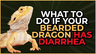 What To Do If Your Bearded Dragon Has Diarrhea [upl. by Alekehs]