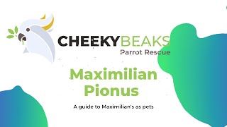 A guide to Maximilian Pionus parrots [upl. by Greff]