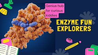 Enzymes  A Fun Introduction [upl. by Mahgem]