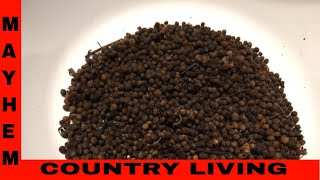 How to make Cleavers coffee [upl. by Nolana909]