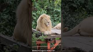 White lions in Zambia [upl. by Uok729]