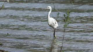 Garzetta  Little Egret  Egretta garzetta [upl. by Sirois]