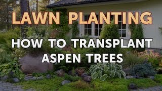 How to Transplant Aspen Trees [upl. by Lewin727]